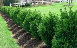 Green Mountain Boxwood - 1 Gallon Pot -Trees And Plants Picture Boxwood Green Mountain Hedge