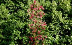 October Magic Rose Camellia - 3 Gallon Pot -Trees And Plants Picture Camellia October Magic Rose Column