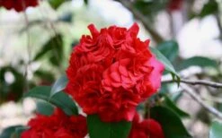 Professor Sargent Camellia Japonica - 1 Gallon Pot -Trees And Plants Picture Camellia Professor Sargent Closeup