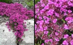 Red Creeping Thyme (Thymus Praecox 'Coccineus') - 6 Pack Of Pint Pots -Trees And Plants Picture Creeping Thyme Red 4 1