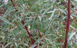 Angus Cold Hardy Eucalyptus Tree (Eucalyptus Nicholii) - 2 Gallon Pot -Trees And Plants Picture Eucalyptus Tree Anugus Willow Leaf Peppermint 2
