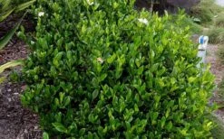 August Beauty Gardenia - 6 Pack Of 1 Gallon Pots -Trees And Plants Picture Gardenia August Beauty 1