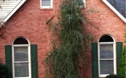 Weeping Yaupon Holly (Ilex Vomitoria 'Pendula') - 7 Gallon Pot (7-8') -Trees And Plants Picture Holly Weeping Yaupon 1
