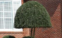 Weeping Yaupon Holly (Ilex Vomitoria 'Pendula') - 7 Gallon Pot (7-8') -Trees And Plants Picture Holly Weeping Yaupon