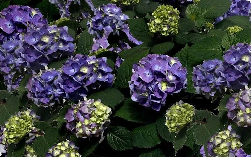 Bloomstruck Endless Summer Hydrangea - 2 Gallon Pot 8 Bloomstruck Endless Summer Hydrangea - 2 Gallon Pot - Image 6