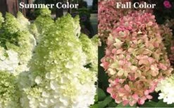 Limelight PeeGee Hydrangea - Single Trunk Topiary Tree - 5 Gallon Pot -Trees And Plants Picture Hydrangea Limelight 3