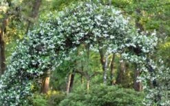 Confederate Jasmine Vine (Trachelospermum Jasminoides) - 1 Gallon Pot -Trees And Plants Picture Jasmine Confederate On Arch