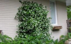 Confederate Jasmine Vine (Trachelospermum Jasminoides) - 6 Pack Of 1 Gallon Pots -Trees And Plants Picture Jasmine Confederate On Trellis 1