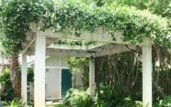 Confederate Jasmine Vine (Trachelospermum Jasminoides) - 1 Gallon Pot -Trees And Plants Picture Jasmine Confederate Vine 2