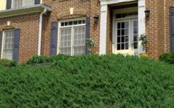 Blue Pacific Juniper - 1 Gallon Pot -Trees And Plants Picture Juniper Blue Pacific Hill