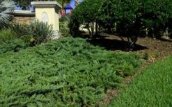 Parsons Juniper - Juniperus Davurica 'Parsonii' - 1 Gallon Pot -Trees And Plants Picture Juniper Parsons Border 2