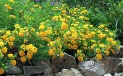 New Gold Hardy Lantana - 5 Pack Of Quart Pots -Trees And Plants Picture Lantana Trailing New Gold 2