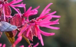 Purple Pixie Loropetalum - 6 Pack Of 1 Gallon Pots -Trees And Plants Picture Loropetalum Purple Pixie Flower