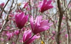 Ann Magnolia Tulip Tree - 2 Gallon Pot -Trees And Plants Picture Magnolia Ann 1 2