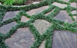 Dwarf Mondo Grass - 36 Pack Of 3.5" Pint Pots -Trees And Plants Picture Mondo Grass Dwarf 6