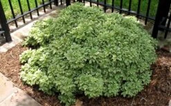 Variegated Pittosporum - Japanese Mock Orange - 1 Gallon Pot -Trees And Plants Picture Pittosporum Variegated Shrub 1