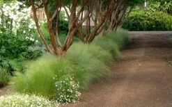 Pony Tails Mexican Feather Grass - Stipa Tennuissima - 1 Gallon Pot -Trees And Plants Picture Stipa Tenuissima 10