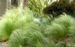 Pony Tails Mexican Feather Grass (Stipa Tennuissima) - 3 Pack Of Quart Pots -Trees And Plants Picture Stipa Tenuissima 7