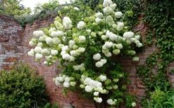Chinese Snowball Viburnum Bush - 3 Gallon Pot 15 Chinese Snowball Viburnum Bush - 3 Gallon Pot -Trees And Plants Picture Viburnum Chinese Snowball Espalier
