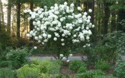 Chinese Snowball Viburnum Bush - 7 Gallon Pot (3-4') -Trees And Plants Picture Viburnum Chinese Snowball Tree 1 2