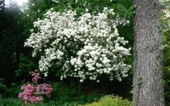 Chinese Snowball Viburnum Bush - 7 Gallon Pot (3-4') -Trees And Plants Picture Viburnum Chinese Snowball Tree 2 2