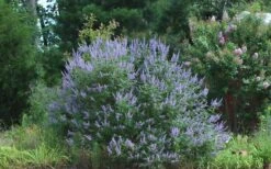 Blue Chaste Tree - Vitex Agnus-castus - 1 Gallon Pot -Trees And Plants Picture Vitex Chaste Tree 4
