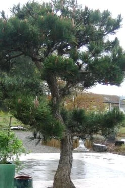 Japanese Black Pine - Pinus Thunbergii - 3 Gallon Pot 18 Japanese Black Pine - Pinus Thunbergii - 3 Gallon Pot -Trees And Plants Pine Japanese Black 11