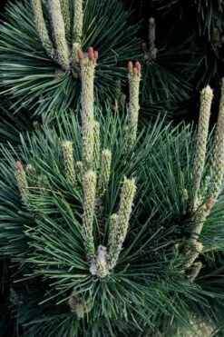 Japanese Black Pine - Pinus Thunbergii - 3 Gallon Pot 19 Japanese Black Pine - Pinus Thunbergii - 3 Gallon Pot -Trees And Plants Pine Japanese Black 29