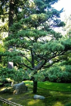 Japanese Black Pine - Pinus Thunbergii - 3 Gallon Pot 15 Japanese Black Pine - Pinus Thunbergii - 3 Gallon Pot -Trees And Plants Pine Japanese Black 5