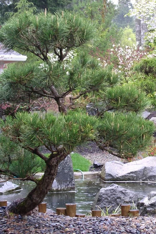 Japanese Black Pine - Pinus Thunbergii - 3 Gallon Pot 6 Japanese Black Pine - Pinus Thunbergii - 3 Gallon Pot - Image 4