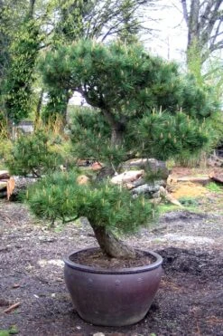 Japanese Black Pine - Pinus Thunbergii - 3 Gallon Pot 17 Japanese Black Pine - Pinus Thunbergii - 3 Gallon Pot -Trees And Plants Pine Japanese Black In Pot 1