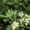 Green Pittosporum (Japanese Mock Orange) - 3 Gallon Pot -Trees And Plants Pittosporum Green 500x750 1