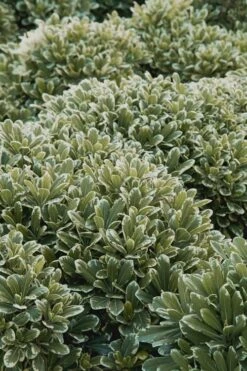 Mojo Dwarf Variegated Pittosporum - 2 Gallon Pot -Trees And Plants Pittosporum Mojo 11 1