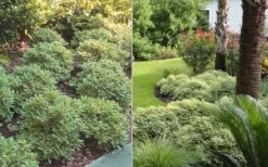 Mojo Dwarf Variegated Pittosporum - 2 Gallon Pot -Trees And Plants Pittosporum Mojo 6 1