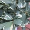Variegated Pittosporum - Japanese Mock Orange - 1 Gallon Pot -Trees And Plants Pittosporum Variegated 10
