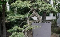 Variegated Pittosporum - Japanese Mock Orange - 1 Gallon Pot -Trees And Plants Pittosporum Variegated Bonsai