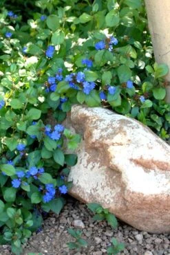 Hardy Blue Plumbago (Ceratostigma Plumbaginoides) - 1 Gallon Pot -Trees And Plants Plumbago Ceratostigma Rev 500x750 2