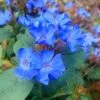 Hardy Blue Plumbago (Ceratostigma Plumbaginoides) - 1 Gallon Pot