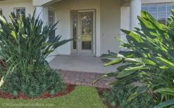 Pringles Dwarf Podocarpus Yew - 3 Gallon Pot -Trees And Plants Podocarpus Pringles 21