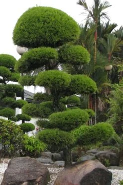 Podocarpus Macrophyllus Upright Yew - 3 Gallon Pot 18 Podocarpus Macrophyllus Upright Yew - 3 Gallon Pot -Trees And Plants Podocarpus Upright Yew 10