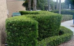 Podocarpus Macrophyllus Upright Yew - 3 Gallon Pot 17 Podocarpus Macrophyllus Upright Yew - 3 Gallon Pot -Trees And Plants Podocarpus Upright Yew 11