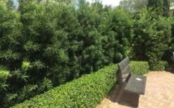 Podocarpus Macrophyllus Upright Yew - 3 Gallon Pot 16 Podocarpus Macrophyllus Upright Yew - 3 Gallon Pot -Trees And Plants Podocarpus Upright Yew 12