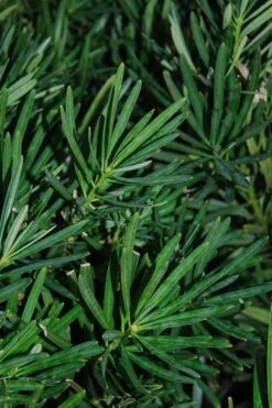 Podocarpus Macrophyllus Upright Yew - 3 Gallon Pot 21 Podocarpus Macrophyllus Upright Yew - 3 Gallon Pot -Trees And Plants Podocarpus Upright Yew 13