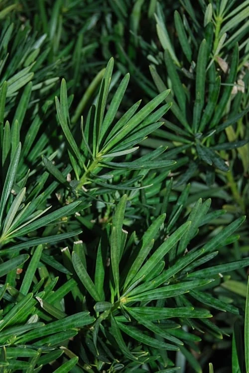 Podocarpus Macrophyllus Upright Yew - 3 Gallon Pot 12 Podocarpus Macrophyllus Upright Yew - 3 Gallon Pot - Image 10