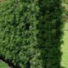 Podocarpus Macrophyllus Upright Yew - 3 Gallon Pot -Trees And Plants Podocarpus Upright Yew 15