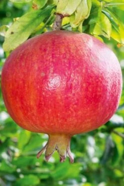 Russian 26 Cold Hardy Pomegranate - 1 Gallon Pot -Trees And Plants Pomegranate Russian 26 10