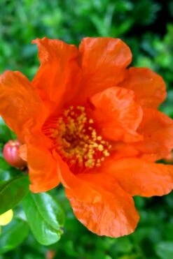 Russian 26 Cold Hardy Pomegranate - 3 Gallon Pot -Trees And Plants Pomegranate Russian 26 11