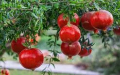 Russian 26 Cold Hardy Pomegranate - 1 Gallon Pot -Trees And Plants Pomegranate Russian 26 12 1