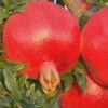 Russian 26 Cold Hardy Pomegranate - 1 Gallon Pot -Trees And Plants Pomegranate Russian 26 Rev 500x750 2