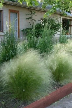 Pony Tails Mexican Feather Grass - Stipa Tennuissima - 1 Gallon Pot -Trees And Plants Ponytails Grass Mexican Feather Rev 500x750 1
